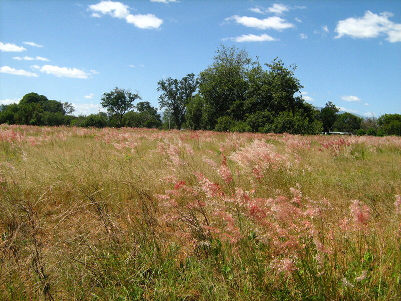 Field of pink grass under blue sky