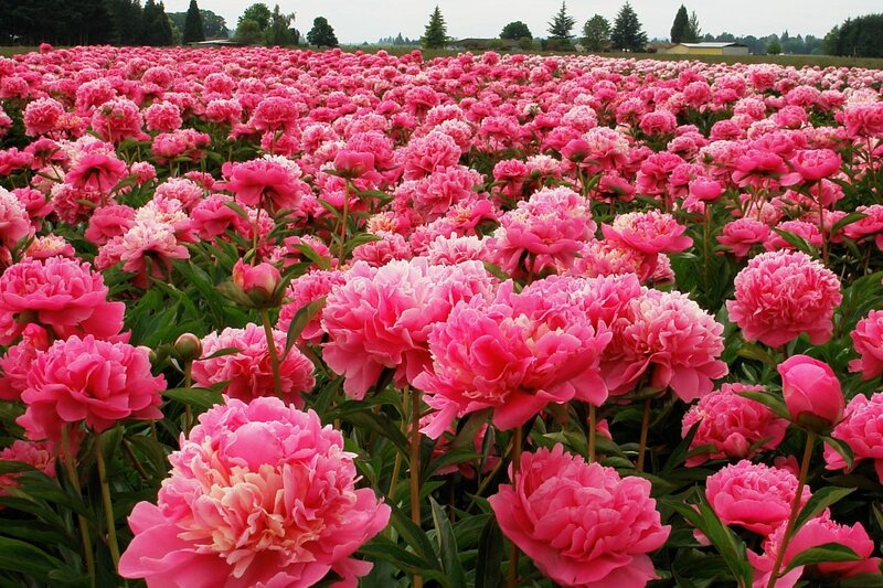 Field of pink peonies