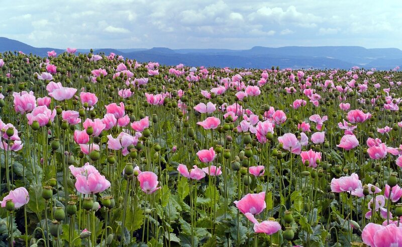 Field of pink poppies