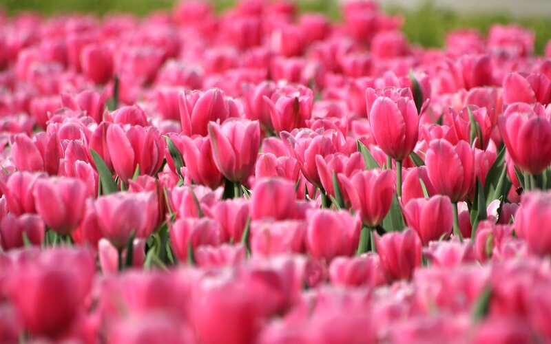 field of pink tulips