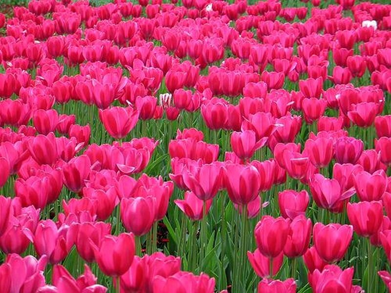 Field of Pink Tulips — Calm