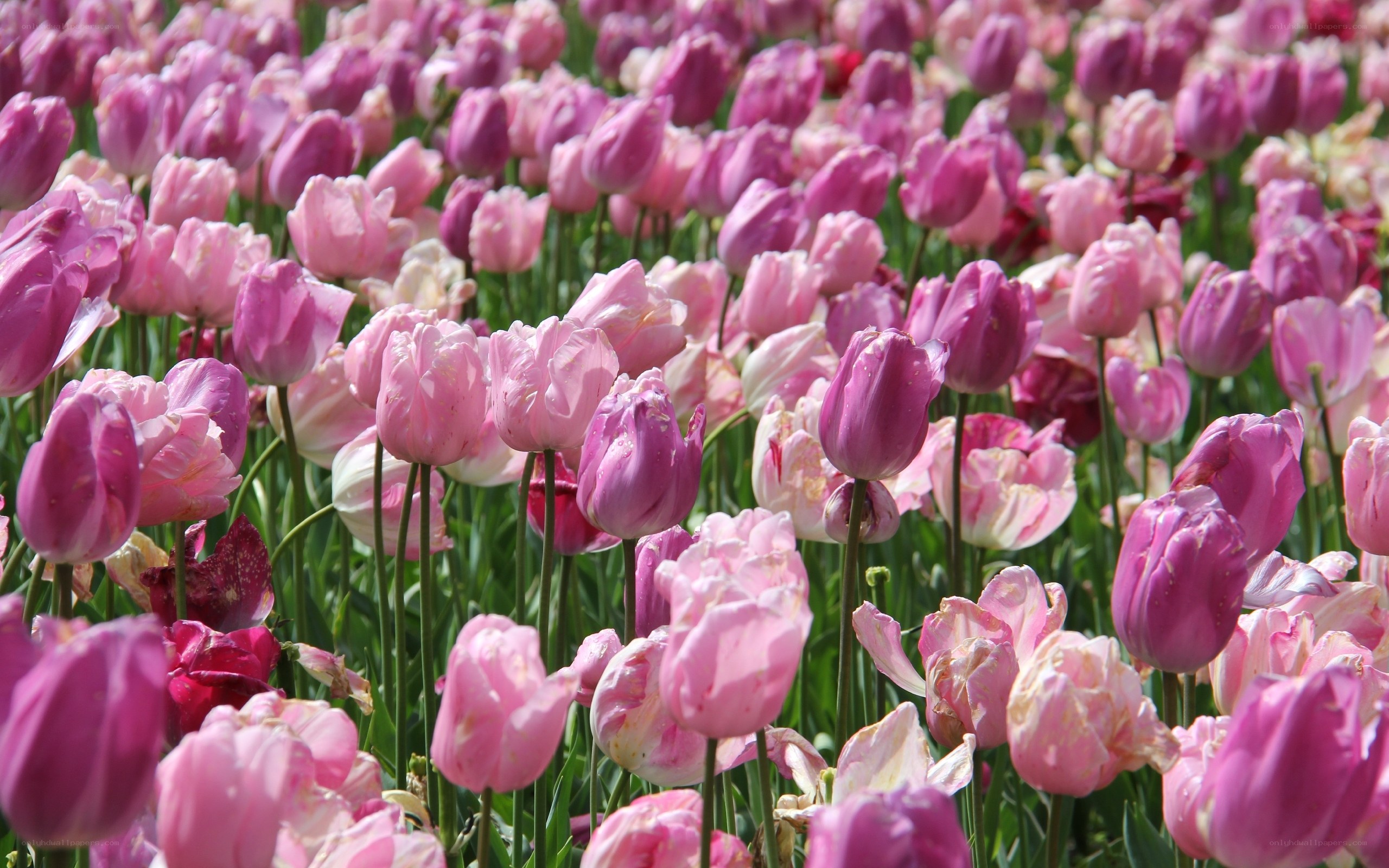 Field of pink tulips