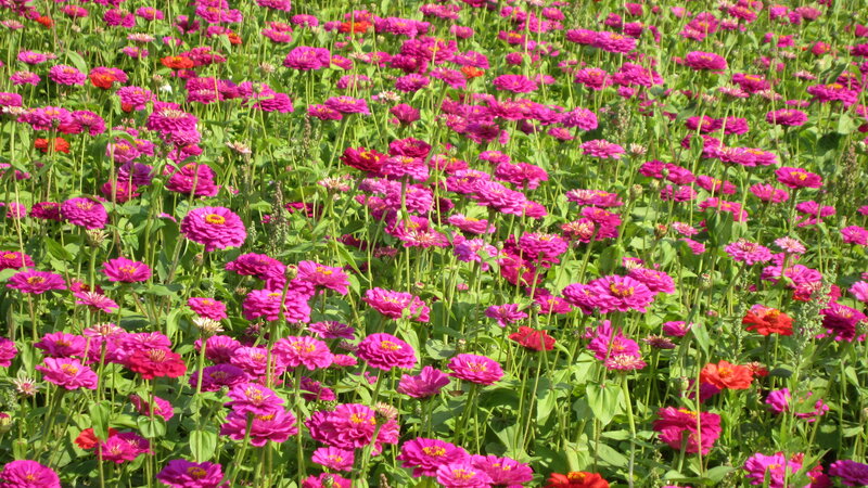 Field of Pink Zinnia Flowers — Bright