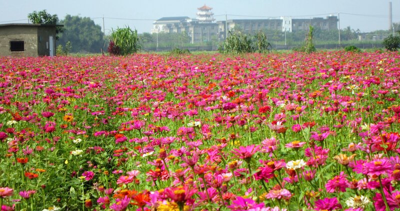 Field of Pink Zinnia Flowers