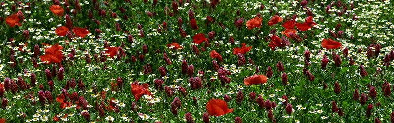 Field of poppies and daisies