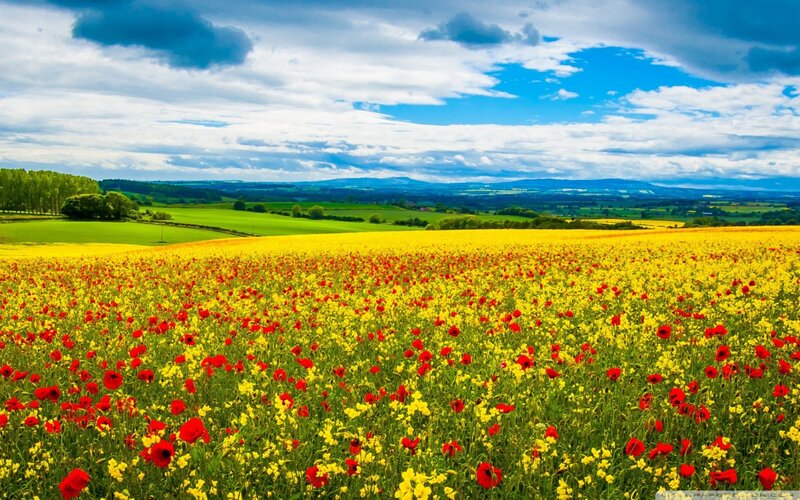 Field of Poppies and Rapeseed — Yellow, Serene