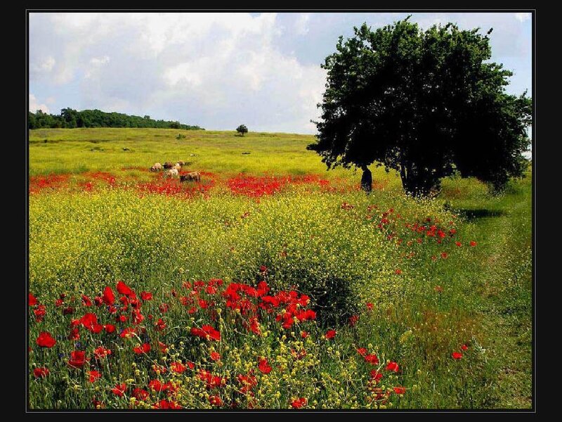 Field of poppies and sheep