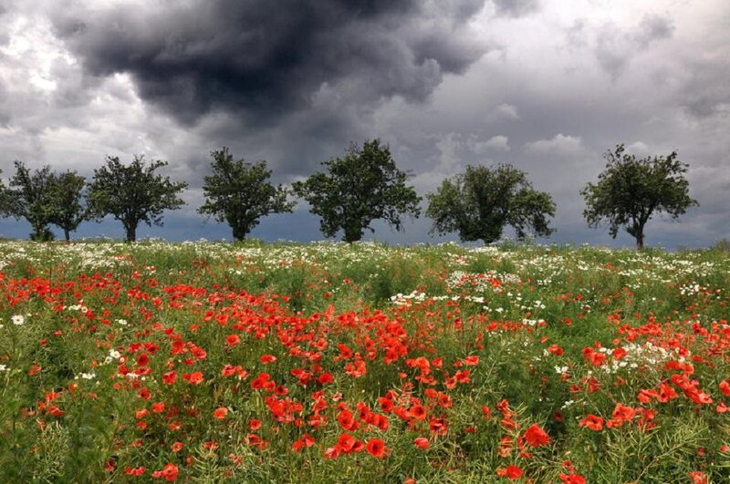 Field of Poppies and Trees — Red