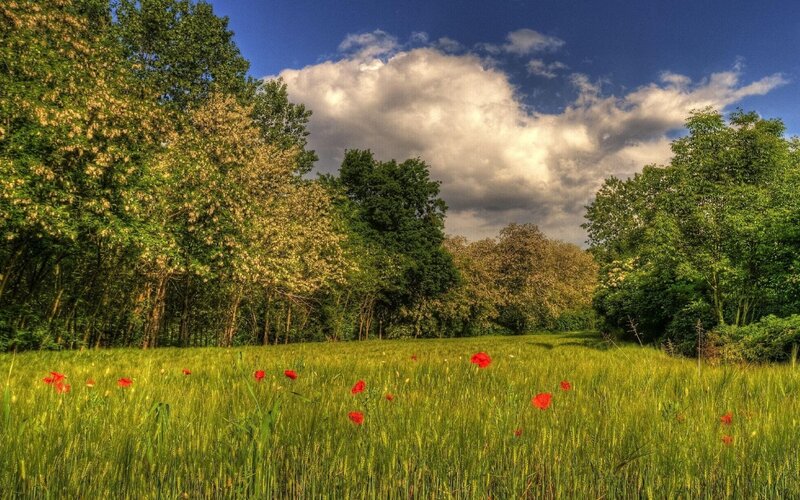 Field of poppies and trees