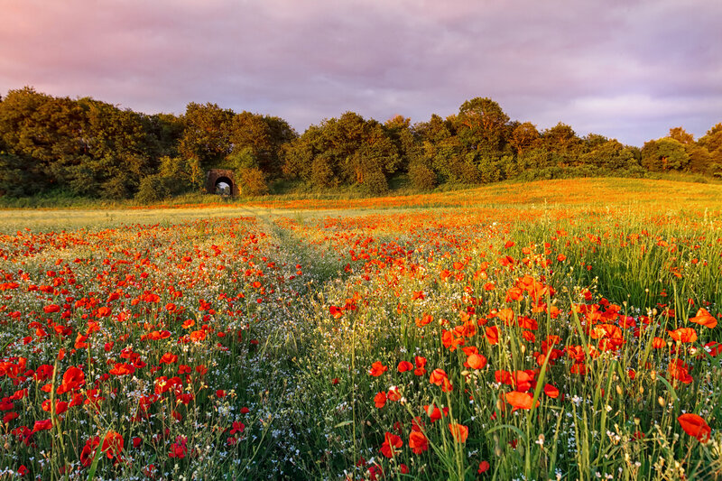 Field of Poppies and Wildflowers — Red