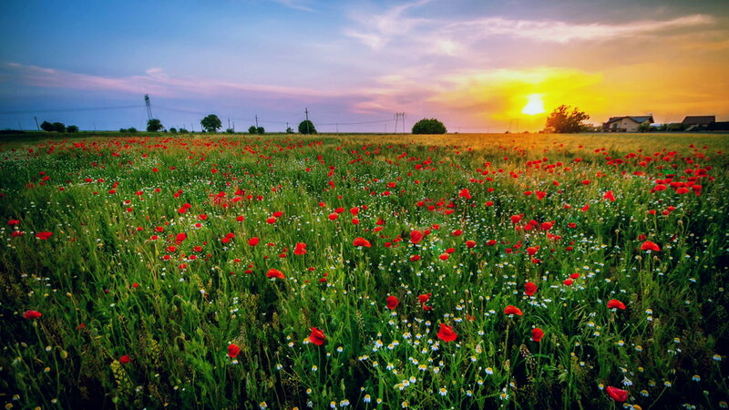 Field of Poppies at Sunset — Red