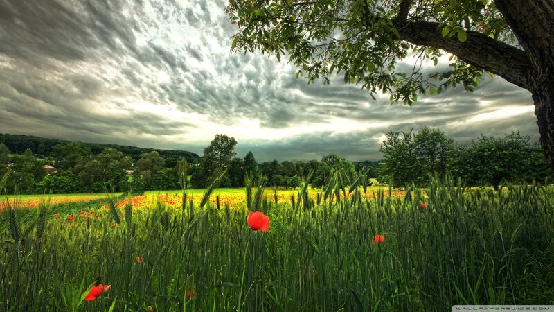 Field of poppies under stormy sky