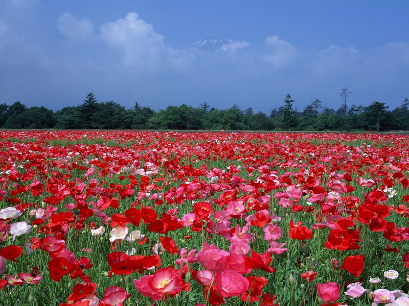 Field of poppies with mountain