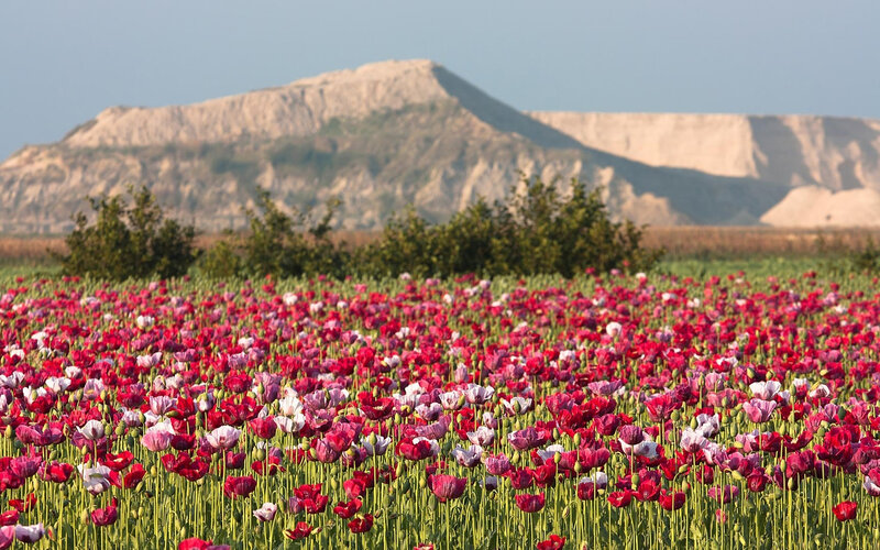 Field of Poppy Flowers — Red
