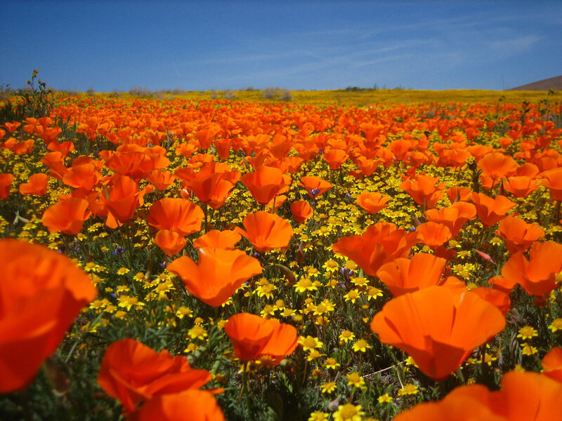 Field of Poppy Flowers
