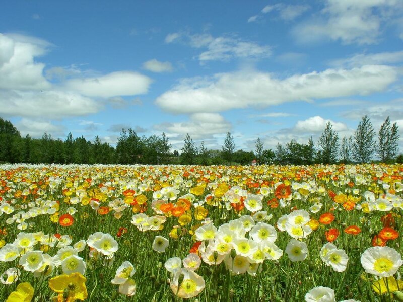 Field of Poppy Flowers — White