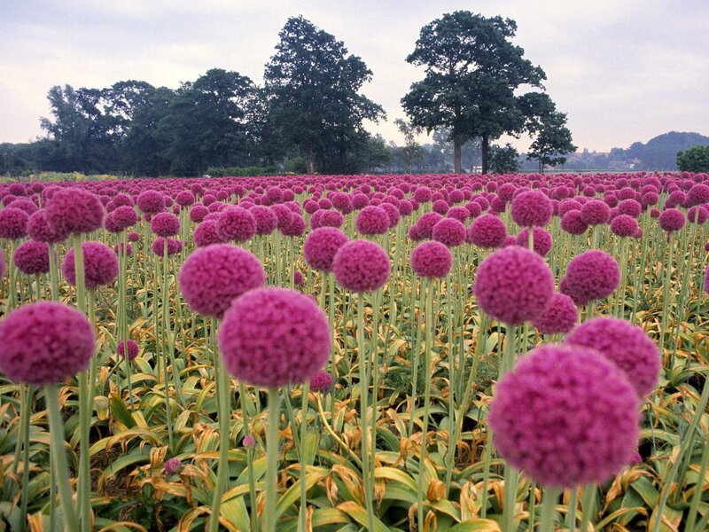Field of purple allium flowers