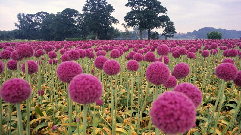Field of purple allium flowers