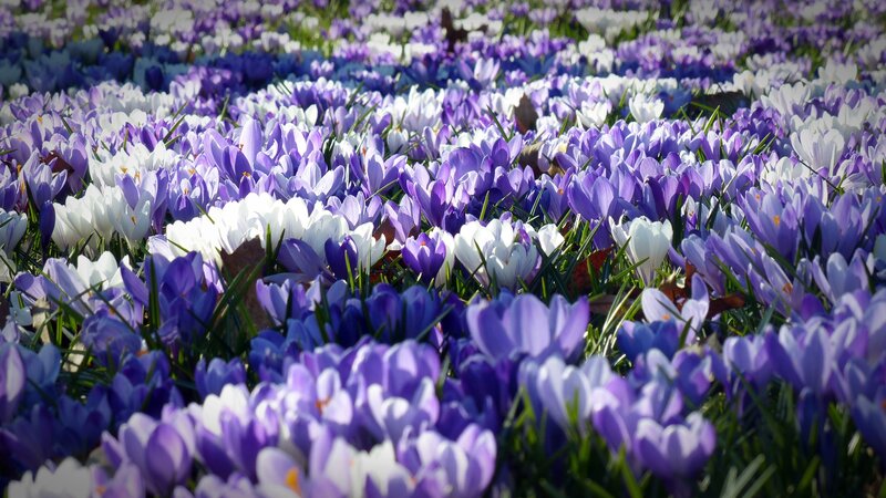 Field of purple and white crocuses