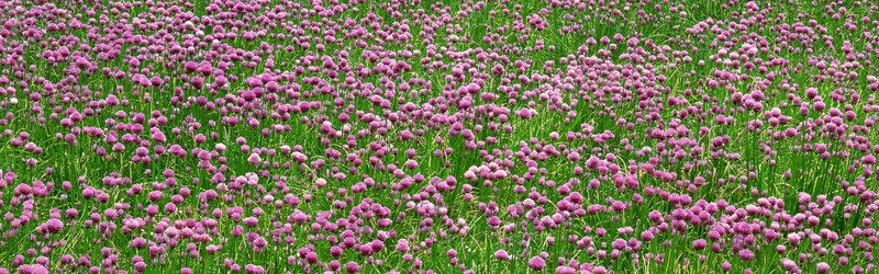 Field of purple chive blossoms