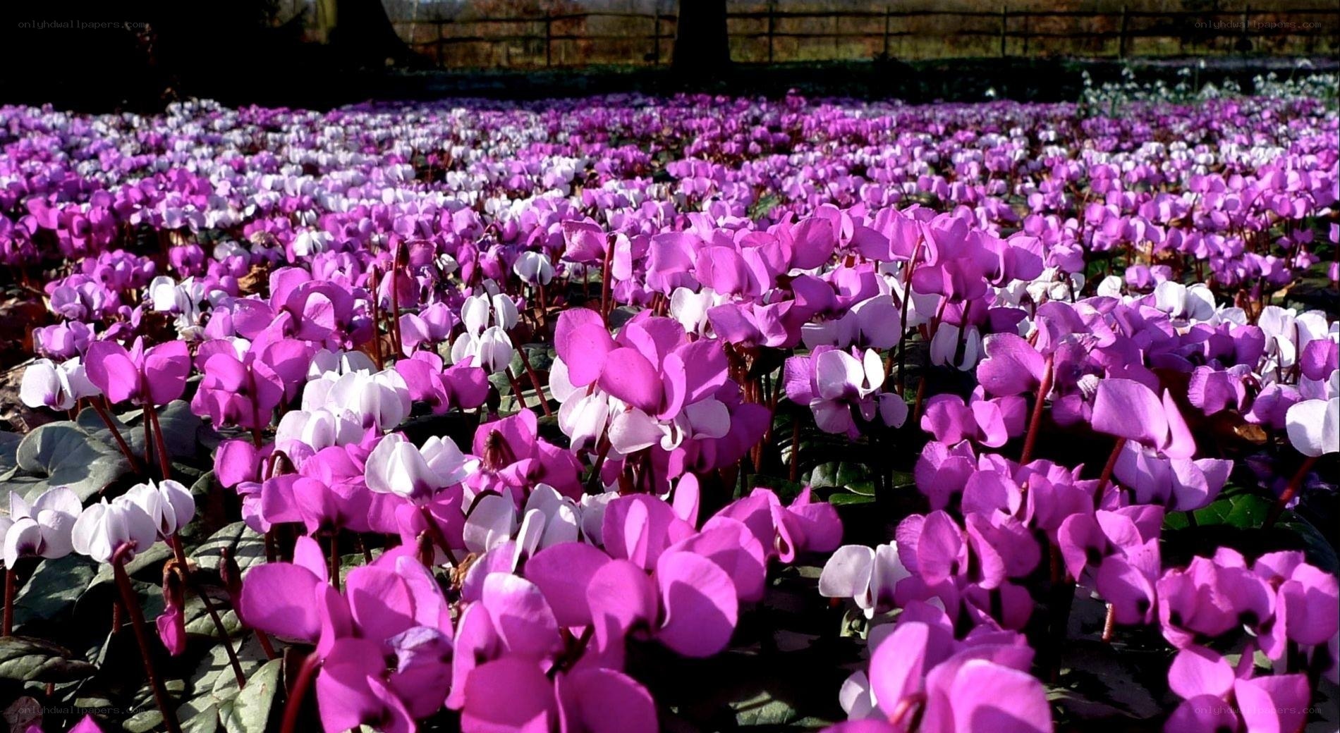 Field of purple cyclamen flowers