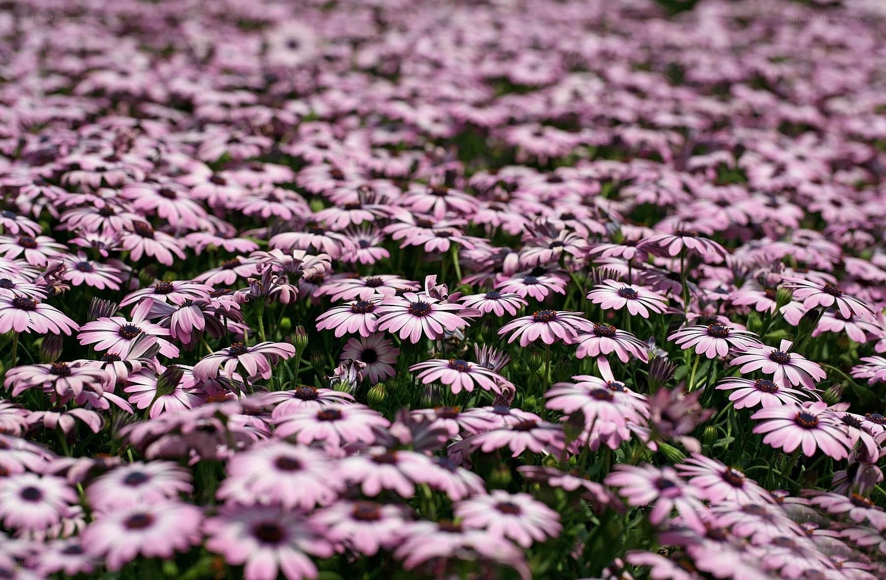 Field of purple daisies