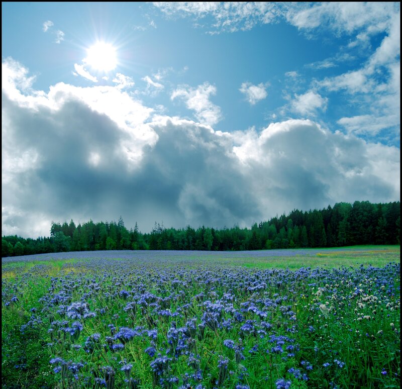 Field of Purple Flowers — Blue