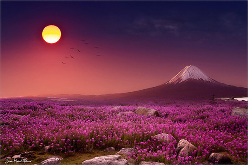 Field of Purple Flowers — Dramatic