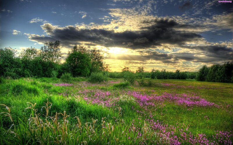 Field of Purple Flowers — Green, Dramatic