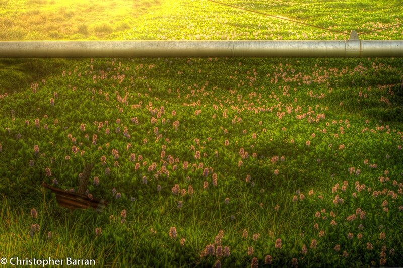 Field of Purple Flowers — Green, Serene