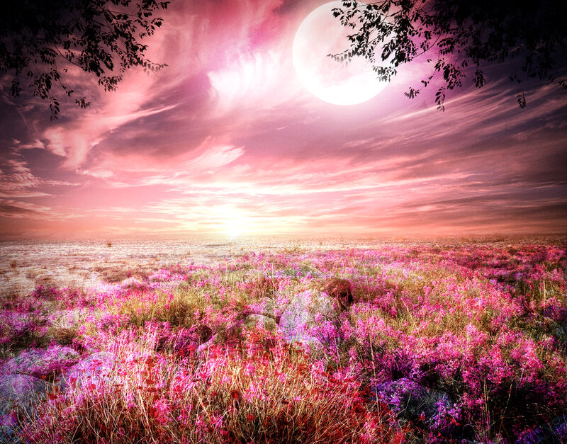 Field of Purple Flowers — Pink