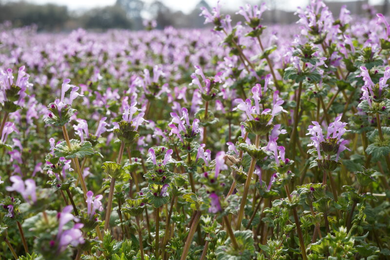 Field of Purple Flowers — Serene, Spring
