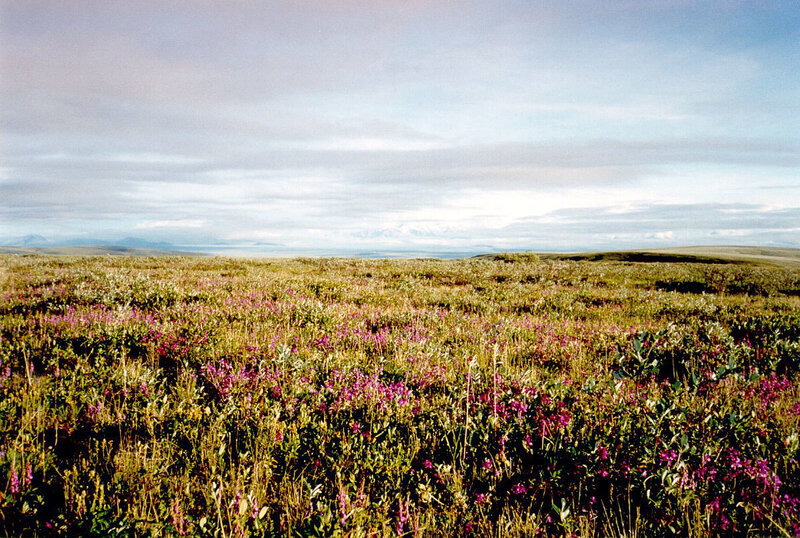 Field of Purple Flowers — Serene