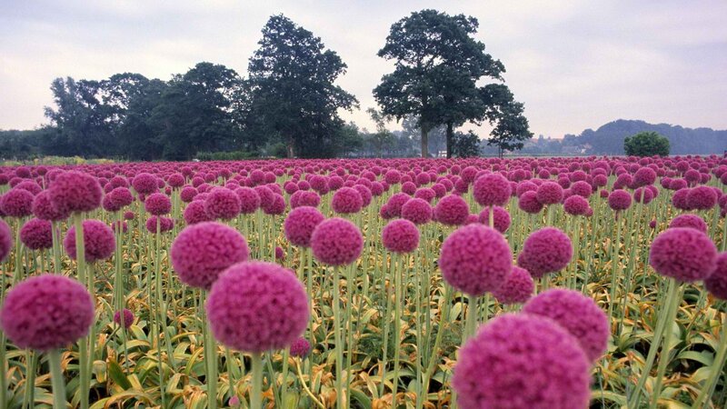 Field of purple flowers