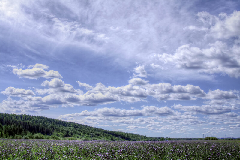 Field of purple flowers under cloudy sky