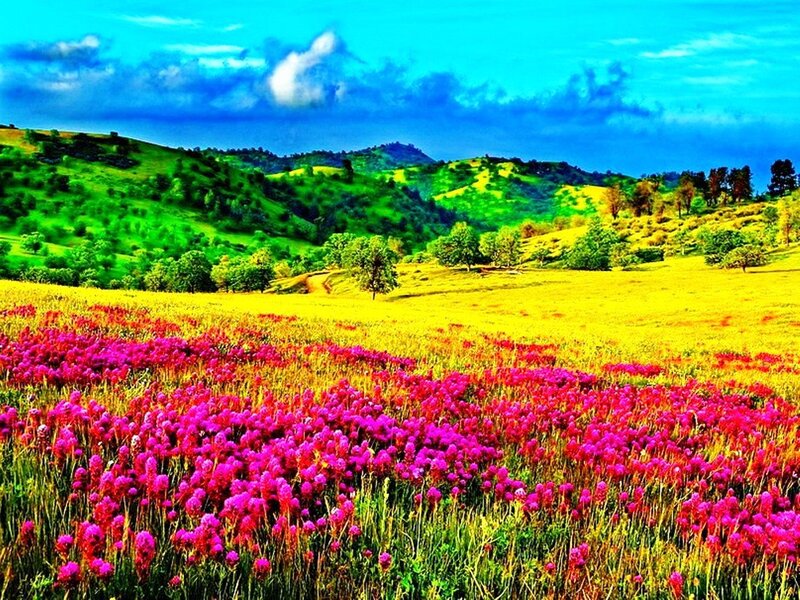Field of Purple Flowers — Vibrant
