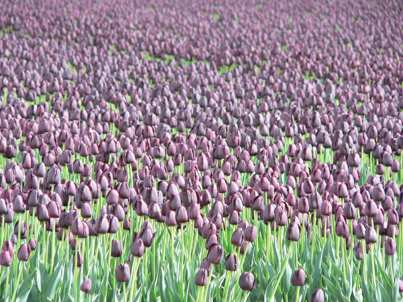 Field of purple tulips