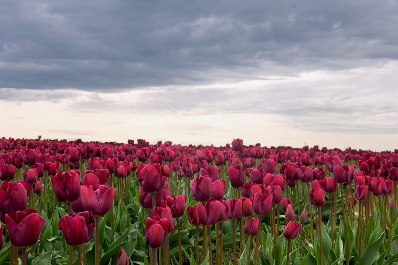 Field of purple tulips