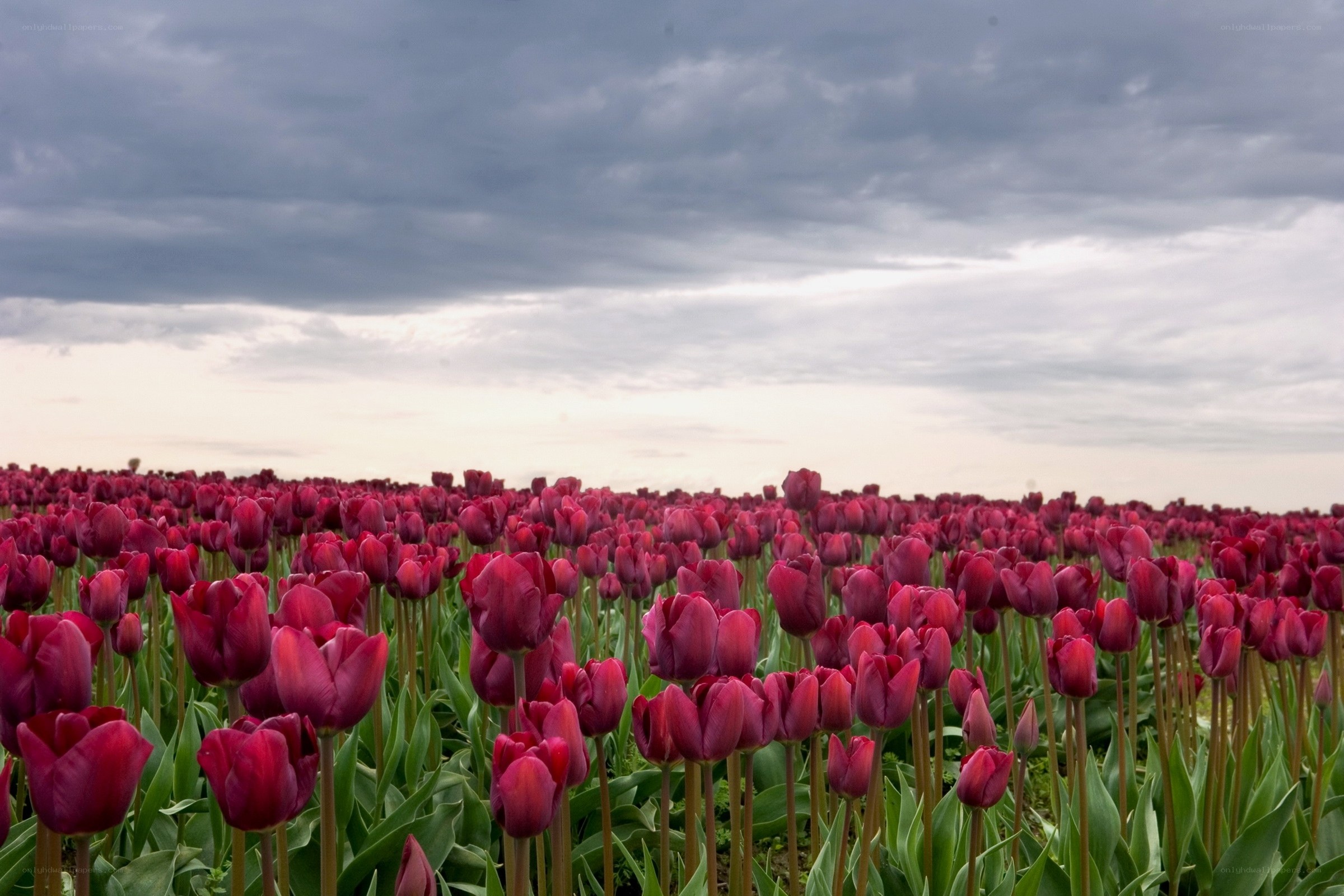 Field of purple tulips
