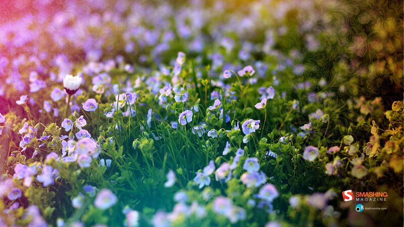 field of purple wildflowers