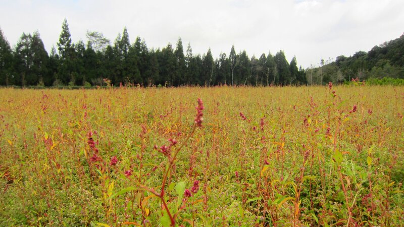 Field of Red Amaranth