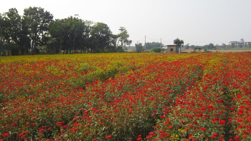 Field of Red and Yellow Flowers — Serene