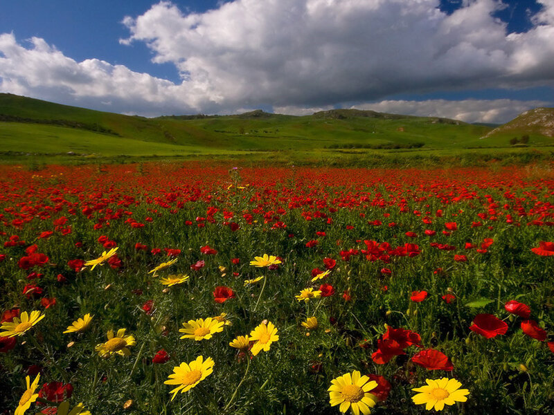 Field of Red and Yellow Flowers