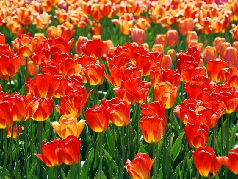 Field of red and yellow tulips