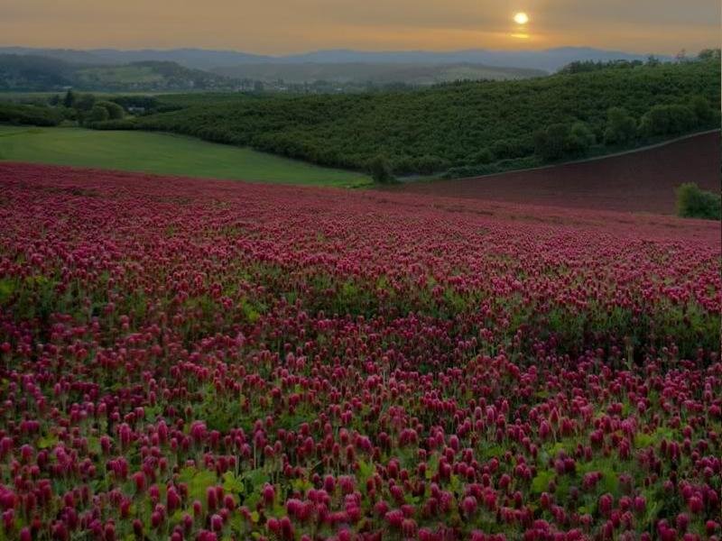 Field of Red Clover