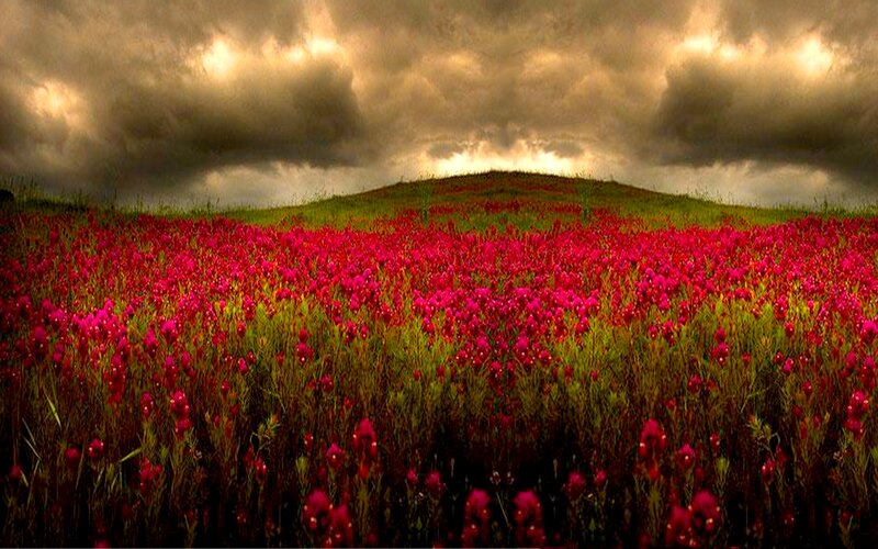 Field of Red Flowers — Dramatic, Afternoon