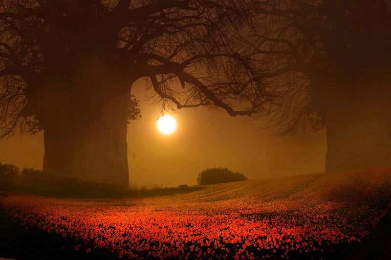 Field of Red Flowers — Dramatic, Sunset, Photograph