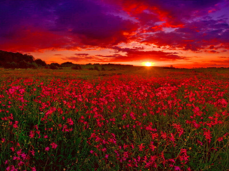 Field of Red Flowers — Dramatic, Sunset