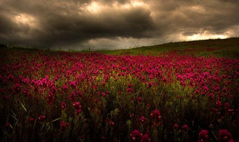 Field of Red Flowers — Dramatic
