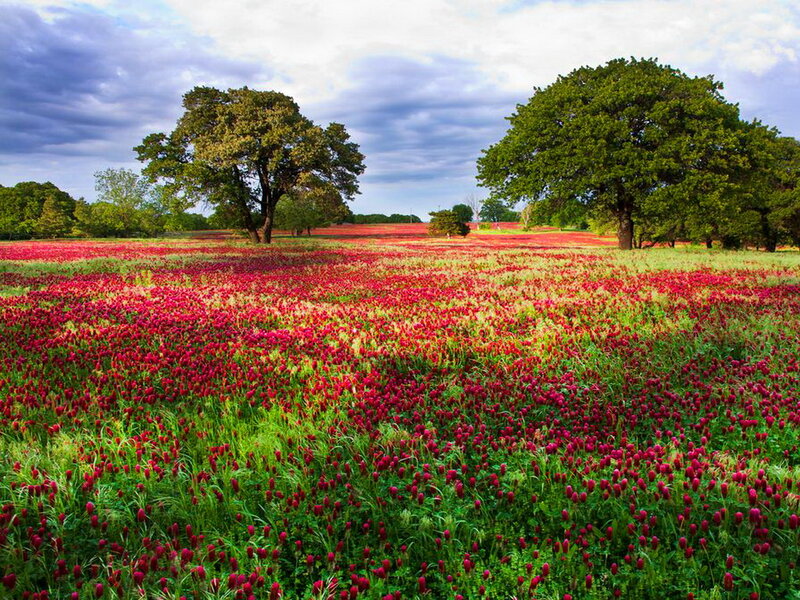 Field of Red Flowers — Serene, Afternoon, Photograph